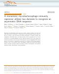 Cover page: A monomeric mycobacteriophage immunity repressor utilizes two domains to recognize an asymmetric DNA sequence