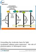 Cover page: Unravelling the molecular basis for light modulated cellulase gene expression - the role of photoreceptors in Neurospora crassa