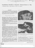 Cover page: Exophthalmos secondary to zygomatic adenocarcinoma in a dog