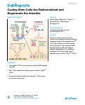 Cover page: Cycling Stem Cells Are Radioresistant and Regenerate the Intestine