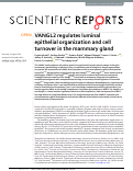 Cover page: VANGL2 regulates luminal epithelial organization and cell turnover in the mammary gland