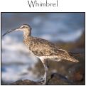 Cover page: Coal Oil Point Reserve Shorebird Cards