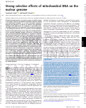 Cover page: Strong selective effects of mitochondrial DNA on the nuclear genome