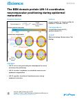 Cover page of The BEN domain protein LIN-14 coordinates neuromuscular positioning during epidermal maturation.