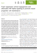 Cover page: Foxp1 suppresses cortical angiogenesis and attenuates HIF-1alpha signaling to promote neural progenitor cell maintenance.