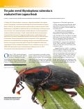 Cover page: The palm weevil Rhynchophorus vulneratus is eradicated from Laguna Beach