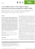 Cover page: A microRNA cluster in the Fragile-X region expressed during spermatogenesis targets FMR1.
