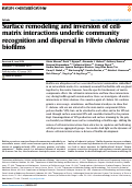 Cover page: Surface remodeling and inversion of cell-matrix interactions underlie community recognition and dispersal in Vibrio cholerae biofilms.