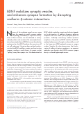 Cover page: BDNF mobilizes synaptic vesicles and enhances synapse formation by disrupting cadherin–β-catenin interactions