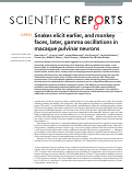 Cover page: Snakes elicit earlier, and monkey faces, later, gamma oscillations in macaque pulvinar neurons