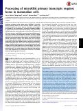 Cover page: Processing of microRNA primary transcripts requires heme in mammalian cells