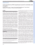 Cover page: Active repression by RARγ signaling is required for vertebrate axial elongation