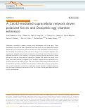 Cover page: A Cdc42-mediated supracellular network drives polarized forces and Drosophila egg chamber extension