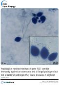 Cover page: Arabidopsis nonhost resistance gene PSS1 confers immunity against an oomycete and a fungal pathogen but not a bacterial pathogen that cause diseases in soybean