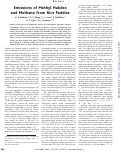 Cover page: Emissions of Methyl Halides and Methane from Rice Paddies