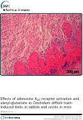 Cover page: Effects of adenosine A2A receptor activation and alanyl-glutamine in Clostridium difficile toxin-induced ileitis in rabbits and cecitis in mice