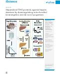 Cover page: Hepatokine ITIH3 protects against hepatic steatosis by downregulating mitochondrial bioenergetics and de novo lipogenesis.