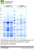 Cover page: Thermoascus aurantiacus is a promising source of enzymes for biomass deconstruction under thermophilic conditions