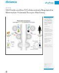 Cover page: GIV/Girdin and Exo70 Collaboratively Regulate the Mammalian Polarized Exocytic Machinery