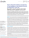 Cover page: Giant ankyrin-B mediates transduction of axon guidance and collateral branch pruning factor sema 3A