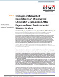 Cover page: Transgenerational Self-Reconstruction of Disrupted Chromatin Organization After Exposure To An Environmental Stressor in Mice