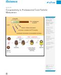 Cover page: Cooperativity in Proteasome Core Particle Maturation