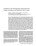 Cover page: Distribution of the cell substratum attachment (CSAT) antigen on myogenic and fibroblastic cells in culture.