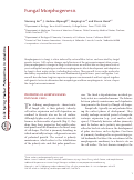 Cover page: Fungal Morphogenesis