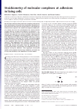 Cover page: Stoichiometry of molecular complexes at adhesions in living cells