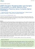 Cover page: AMPA Receptor Phosphorylation and Synaptic Colocalization on Motor Neurons Drive Maladaptive Plasticity below Complete Spinal Cord Injury