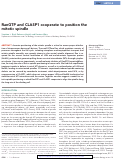 Cover page: RanGTP and CLASP1 cooperate to position the mitotic spindle