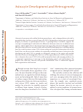 Cover page: Astrocyte development and heterogeneity.