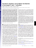 Cover page: Structural snapshots reveal distinct mechanisms of procaspase-3 and -7 activation.