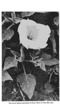 Cover page: Jimsonweed in Bloom