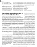 Cover page: Hierarchical Genetic Organization of Human Cortical Surface Area