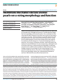 Cover page: Membrane mechanics dictate axonal pearls-on-a-string morphology and function.