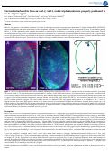 Cover page: Paternal mitochondria from an rmd-2, rmd-3, rmd-6 triple mutant are properly positioned in the C. elegans zygote