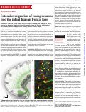 Cover page: Extensive migration of young neurons into the infant human frontal lobe