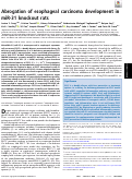 Cover page: Abrogation of esophageal carcinoma development in miR-31 knockout rats