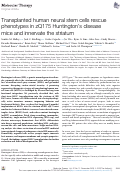 Cover page: Transplanted human neural stem cells rescue phenotypes in zQ175 Huntington’s disease mice and innervate the striatum