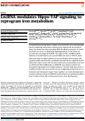 Cover page: LncRNA modulates Hippo-YAP signaling to reprogram iron metabolism