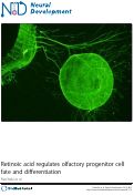 Cover page: Retinoic acid regulates olfactory progenitor cell fate and differentiation