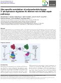 Cover page: Site-specific acetylation of polynucleotide kinase 3’-phosphatase (PNKP) regulates its distinct role in DNA repair pathways