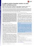 Cover page: E-cadherin junction formation involves an active kinetic nucleation process