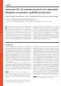 Cover page: Autocrine CSF-1R activation promotes Src-dependent disruption of mammary epithelial architecture