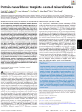 Cover page: Protein nanoribbons template enamel mineralization.