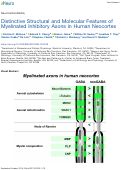 Cover page: Distinctive Structural and Molecular Features of Myelinated Inhibitory Axons in Human Neocortex