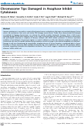 Cover page: Chromosome Tips Damaged in Anaphase Inhibit Cytokinesis