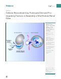 Cover page: Cellular Recruitment by Podocyte-Derived Pro-migratory Factors in Assembly of the Human Renal Filter