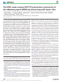 Cover page: The DNA repair enzyme MUTYH potentiates cytotoxicity of the alkylating agent MNNG by interacting with abasic sites